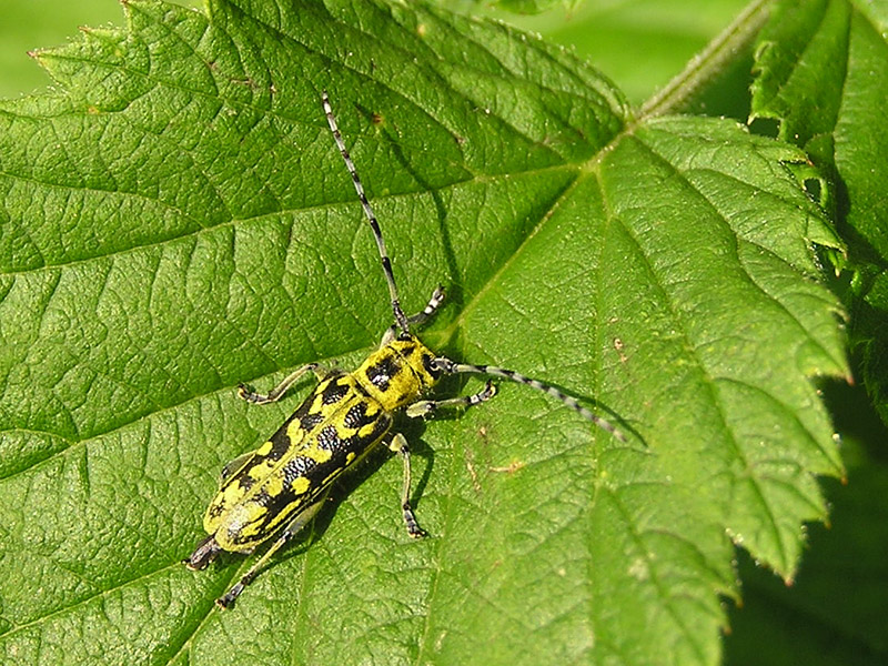 Saperda scalaris (Cerambycidae)